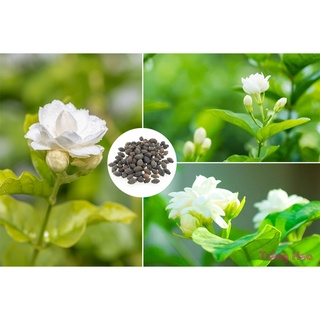 Hạt giống hoa nhài trắng hoa lài - gói 10 hạt kns2122