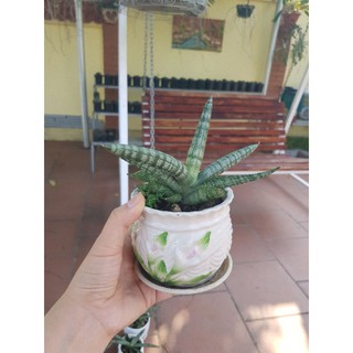 Cây ngà voi lá ngắn