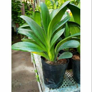 Compo 2 cây Lan Quân Tử (Chậu Túi Nhựa tặng kèm sỏi)