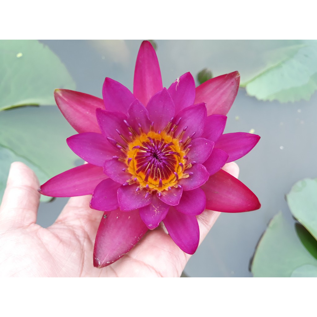 Combo 6 cây Hoa Súng Thái Lan mix màu CB1