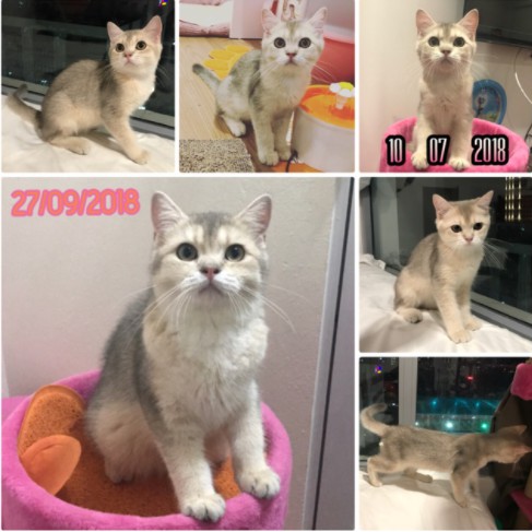 [Mã PET50K giảm Giảm 10% - Tối đa 50K đơn từ 250K] MỠ BÒ GRAU RINDERFETT-PULVER CHO CHÓ MÈO