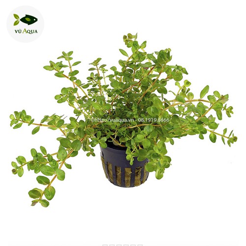Cây thủy sinh, cắt cắm, lá cạn thu hoạch trực tiếp tại trại cây Vũ Aqua