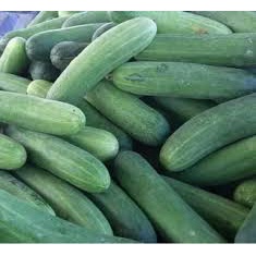 Hạt giống Dưa Leo F1 Siêu Trái CHIA TAI_ ANGELINA 013 _ KL.10G