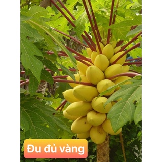 Hạt giống ĐU ĐỦ DA VÀNG 10 hạt
