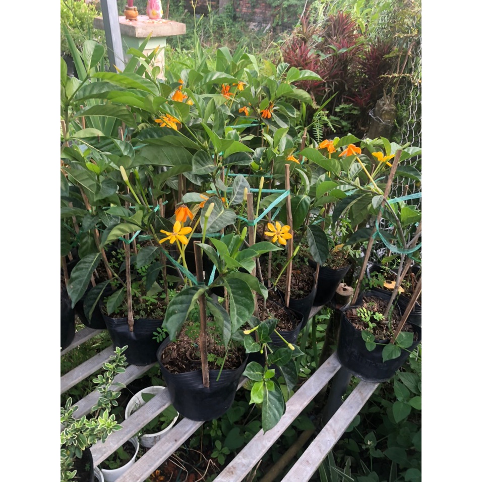 Cây lài vàng/lài hoàng đế cho hoa lâu tàn, rất thơm - Gardenia tubifera