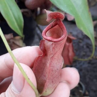 Cây nắp ấm size nhỏ