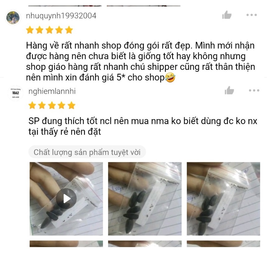 Shop 1K - 100 hạt giống rau mùi tía (ngò tía, ngò rí) - Tỉ lệ nảy mầm ĐẠT 99%