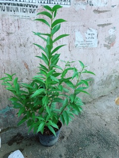 Cây Lá Vối