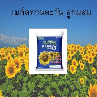 [Hạt Giống Thái Lan] Hướng Dương Ugran 6 (Gói lẻ 100 hạt )
