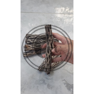 Lũa Cholla trang trí hồ tép cảnh