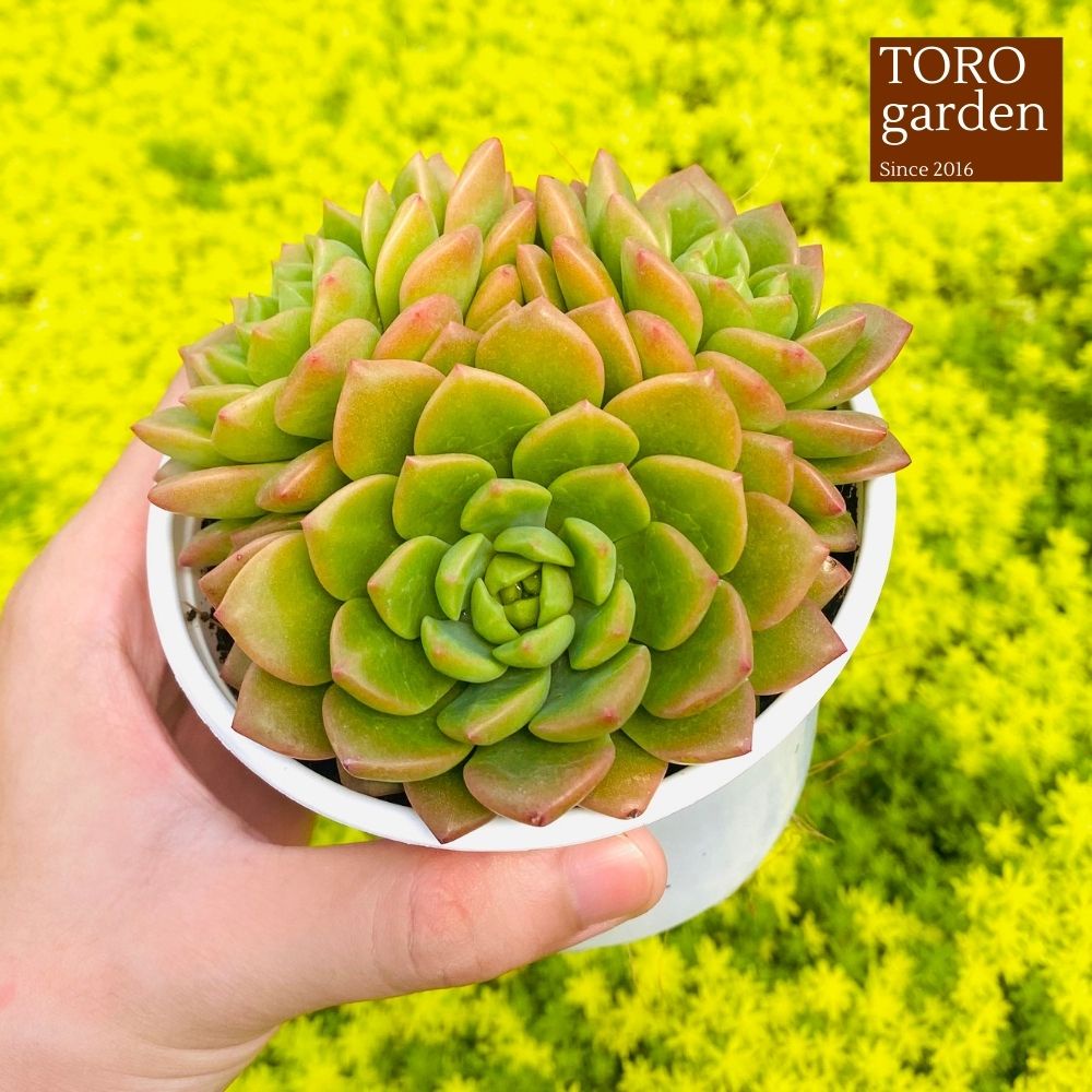 Sen đá mặt trời Đà Lạt size trung bình cây cảnh trang trí nhà cửa Toro garden