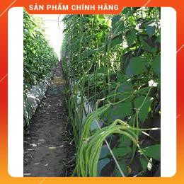 HẠT GIỐNG ĐẬU ĐŨA CAO SẢN