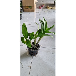 HOA LAN DEN LAI CAT BẠCH TUYẾT