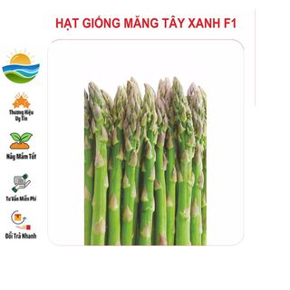 Hạt giống măng tây xanh 20 hạt