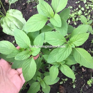 2GR - HẠT GIỐNG HÚNG TRẮNG ( RAU THƠM SẢ) ĐÀ LẠT