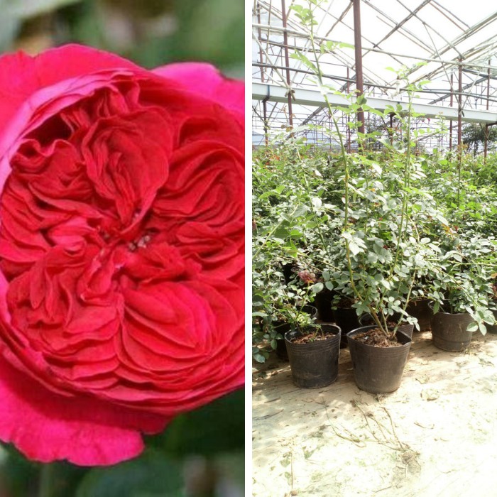 Cây hoa hồng leo Red Eden - hoa leo giàn khỏe bông màu đỏ, ra hoa chùm 9 đến 13 bông