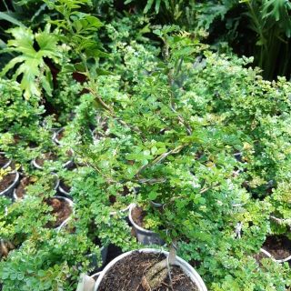 Cần Thăng dán Bonsai