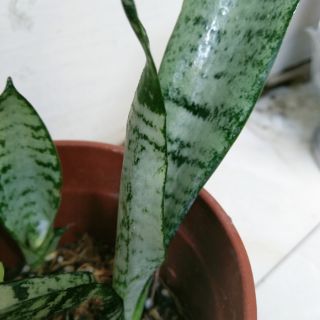 Cây lưỡi hổ