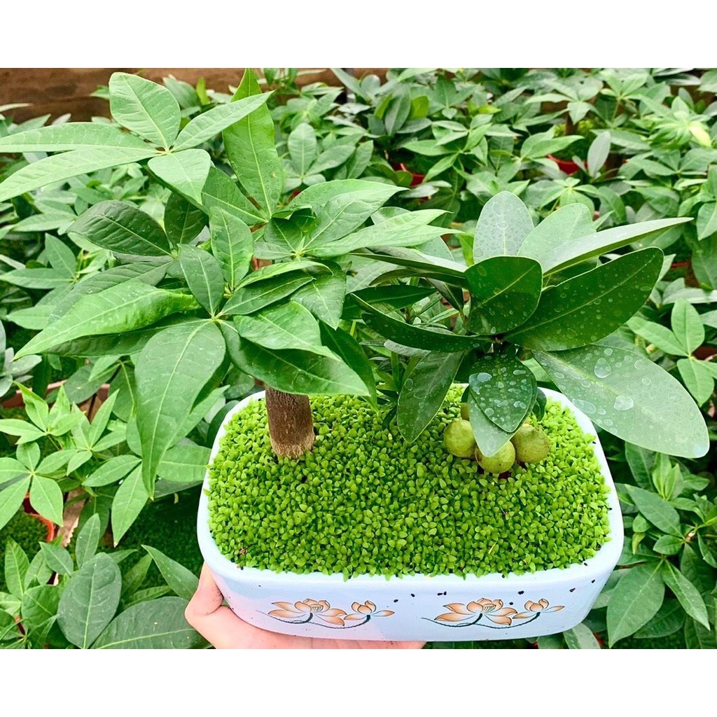 Cây Cảnh Phong Thủy Văn Phòng Mệnh Kim, Mệnh Mộc- Cây Kim Ngân Tiểu Cảnh
