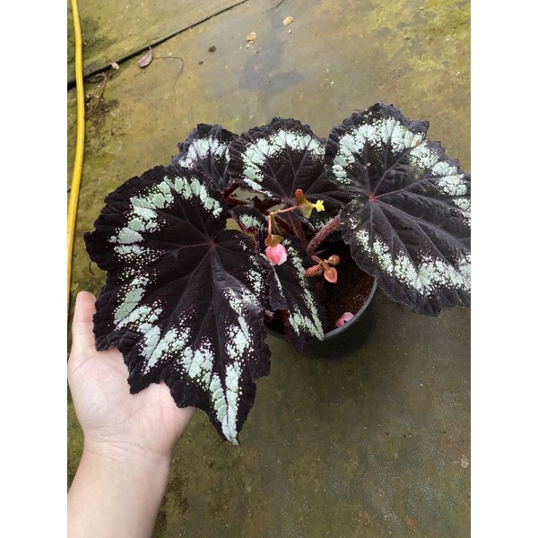 Chậu cứng Begonia black night