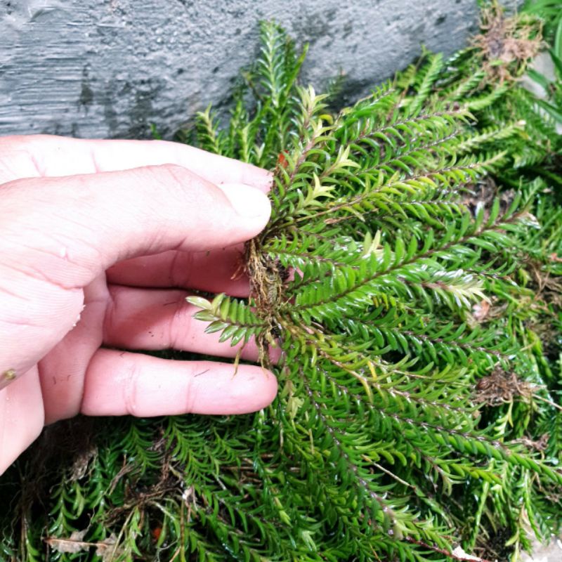 Cây chân rết bonsai tiểu cảnh, thủy sinh hồ cá