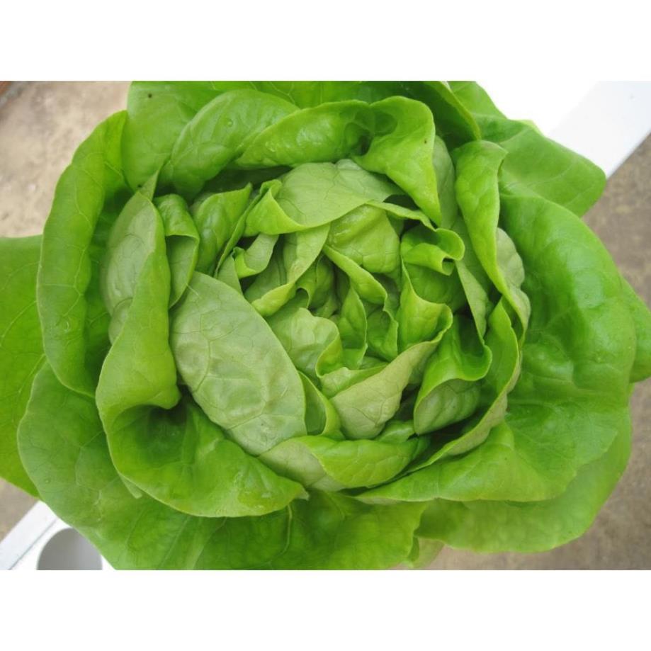 ⚡️HẠT GIỐNG RAU XÀ LÁCH ĐĂM CAO SẢN⚡️ NĂNG XUẤT CAO SINH TRƯỞNG SIÊU KHỎE NHANH CHO THU HOẠCH