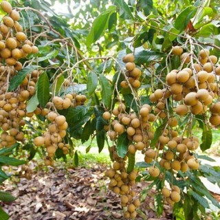 Cây giống nhãn xuồng ươm từ hạt