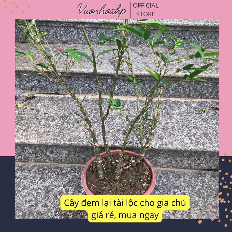 Cây trúc đùi gà, trúc quan âm cao 60cm