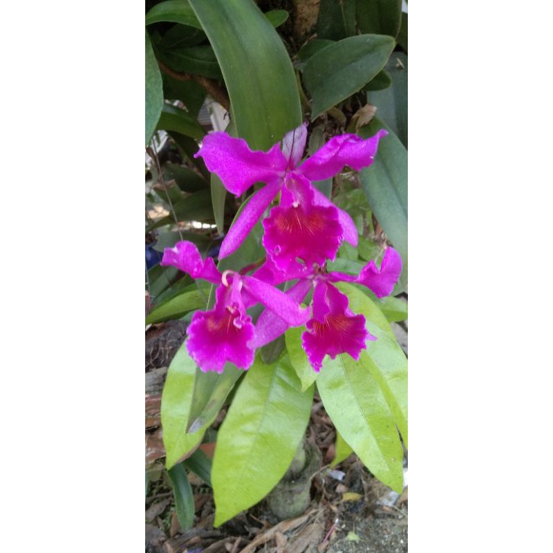 Lan cattleya tím Hàn Mặc Tử.
