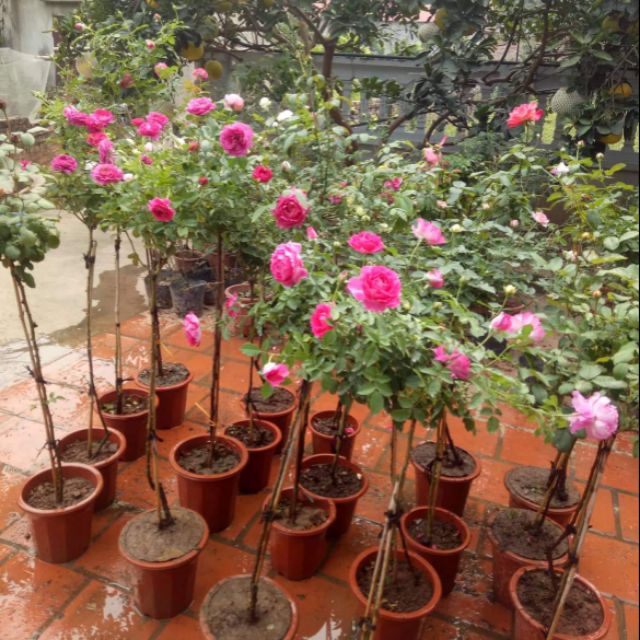 Combo 5 tree thân gỗ