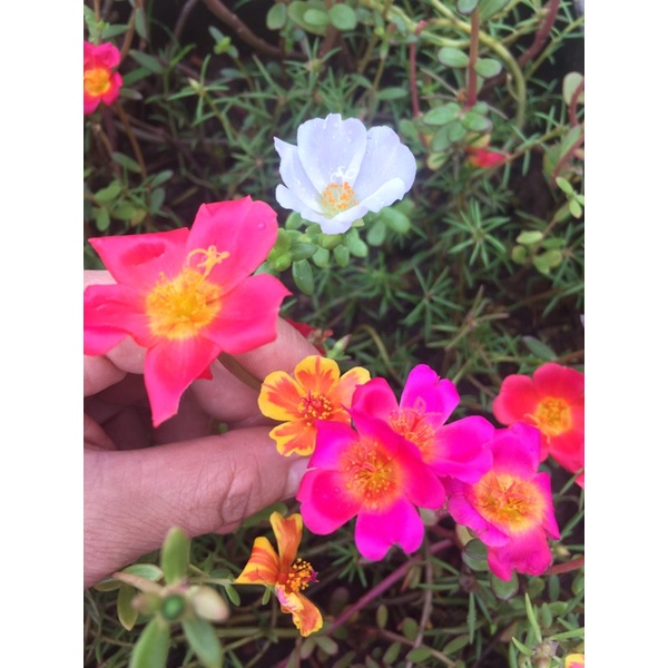 10 cành Hoa Sam Nhật  mix màu