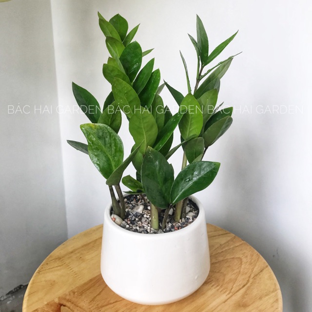 Chậu cây Kim tiền kèm chậu men sứ- Cây để bàn