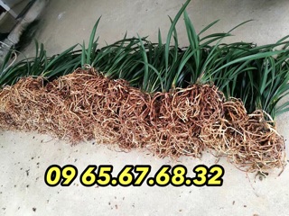 Kích rễ cực mạnh NAA Rootone 500gr - Đức