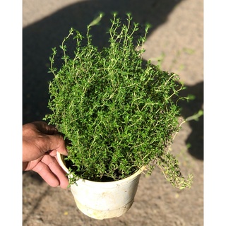 Chậu cây xạ hương trồng nơi có nhiều nắng
