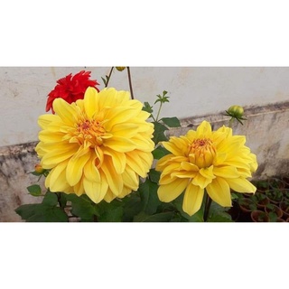 Cây giống hoa thược dược
