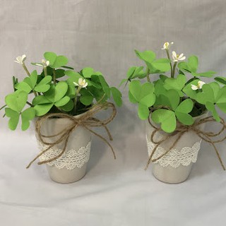 Hạt Giống Cỏ Ba Lá ( Cỏ 3 Lá) - Túi 50 hạt