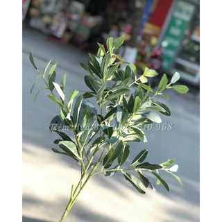 Lá Oliu bạc căm điểm - cành giả - hàng giống thật