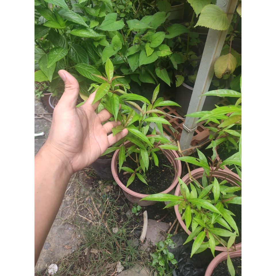 Cây trà hoàn ngọc đỏ giống - Hoàng ngọc đỏ, tên khoa học Strobilanthes schomburghii - trồng chậu ổn định