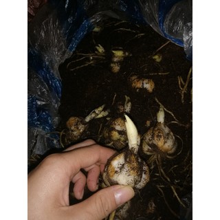CỦ HOA LY LÙN MÀU CAM CHẤM ĐÃ CÓ MẦM