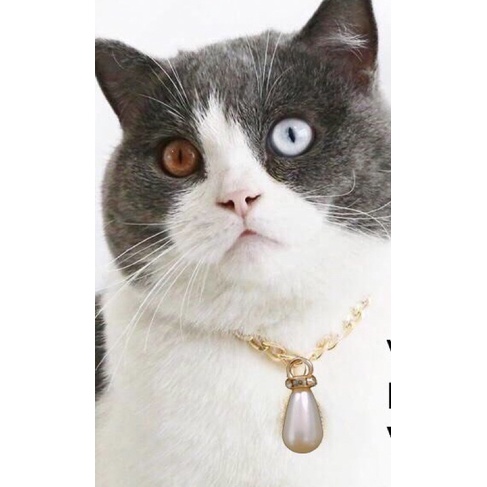 vòng cổ mặt ngọc cho thú cưng