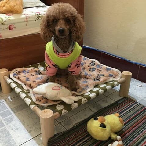 Võng gỗ nhiều màu sắc cho mèo