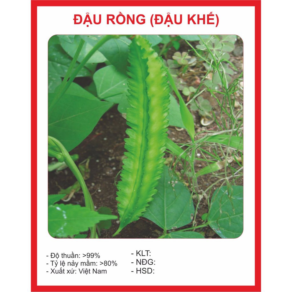 ( BOK GARDEN ) HẠT GIỐNG ĐẬU RÔNG ( ĐẬU KHẾ ) 5 GR