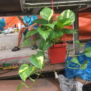 Trầu bà thái xanh treo nhỏ