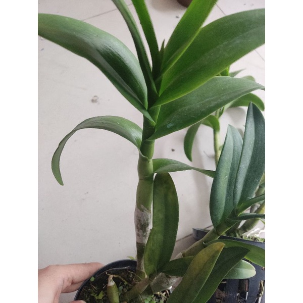 Denro nắng Pen cam hàng mới về!!