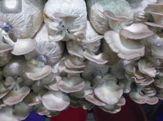 Phôi nấm sò trắng