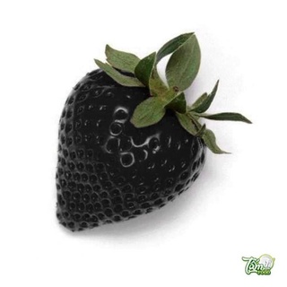 Hạt giống Dâu tây Đen 50 Hạt