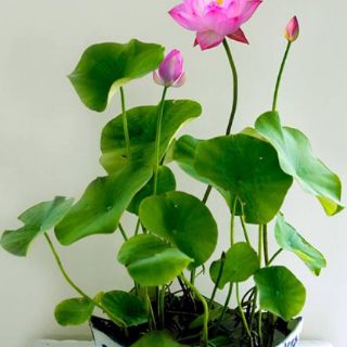 Hạt giống sen nhật mini mix (5 hạt)