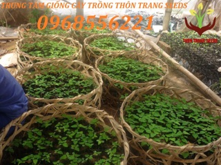 Cây giống Đu đủ