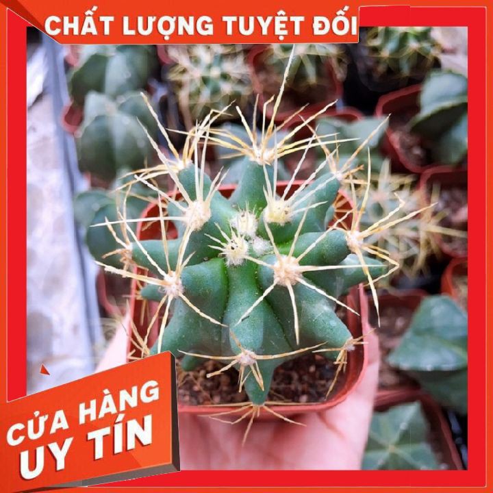 Xương rồng fero blue  ❌ FREE SHIP ❌ xuất xứ Đà Lạt, đã thuần khí hậu