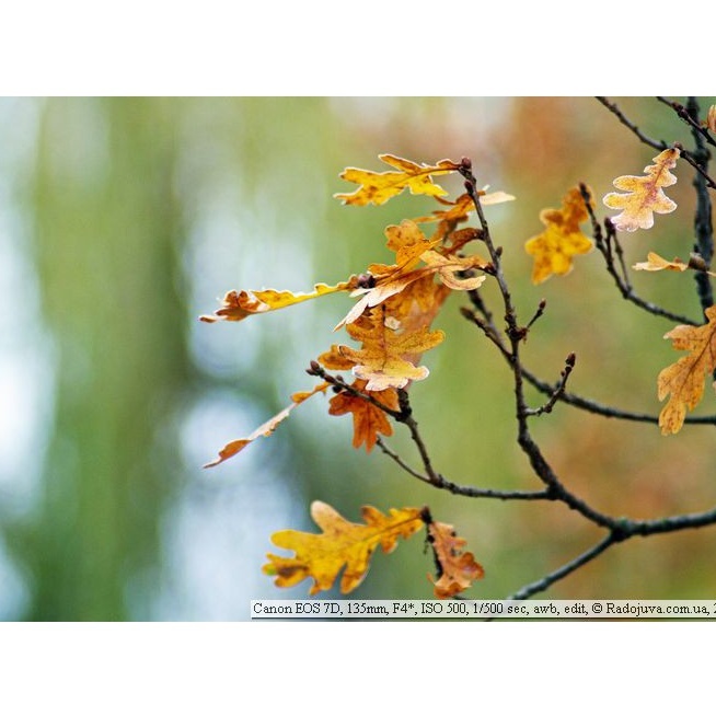 Ống Kính Canon EF-S 55-250mm f/4-5.6 IS II, Mới 95%